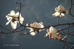 Magnolia campbellii